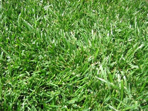Ryegrass Nz - Plant Company